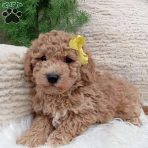 River, Bich-Poo Puppy