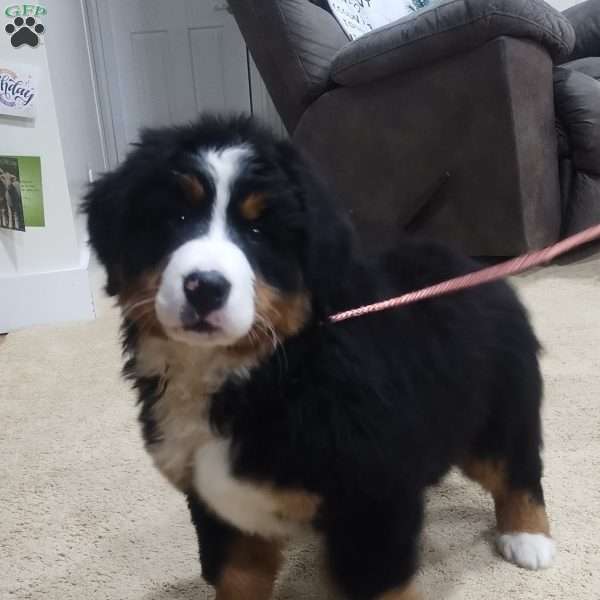 Zoey, Bernese Mountain Dog Puppy