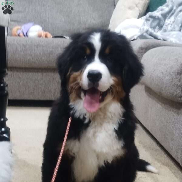 Lincoln, Bernese Mountain Dog Puppy