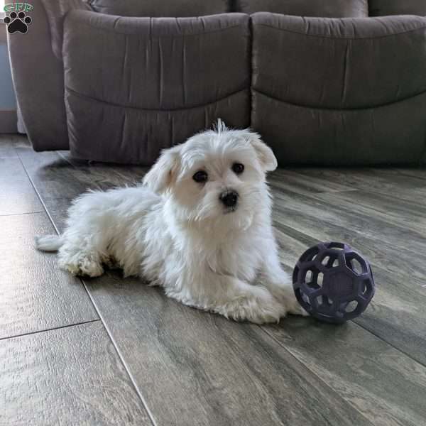 Sugar, Maltese Puppy