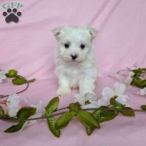 Prince, Maltese Puppy