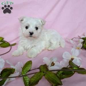 Prince, Maltese Puppy