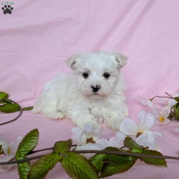 Prince, Maltese Puppy