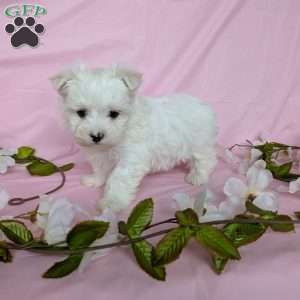 Prince, Maltese Puppy