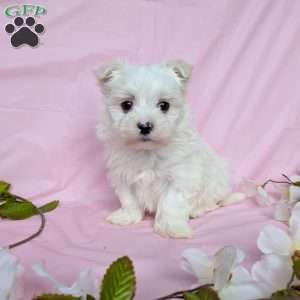 Prince, Maltese Puppy