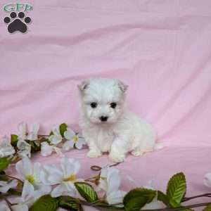 Little Peanut, Maltese Puppy