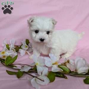 Little Peanut, Maltese Puppy