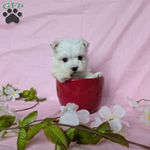 Little Peanut, Maltese Puppy