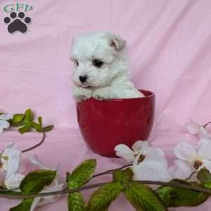 Little Peanut, Maltese Puppy