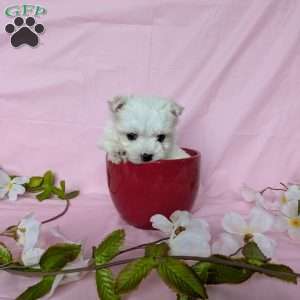 Little Peanut, Maltese Puppy