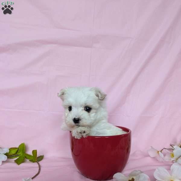 Little Peanut, Maltese Puppy