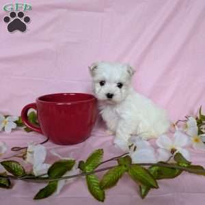 Little Peanut, Maltese Puppy