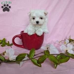 Tiny Pansy, Maltese Puppy