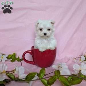 Tiny Pansy, Maltese Puppy
