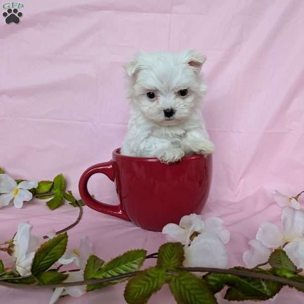 Tiny Pansy, Maltese Puppy