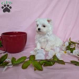Tiny Pansy, Maltese Puppy