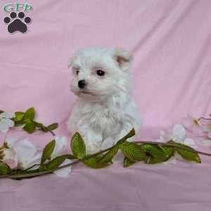Tiny Pansy, Maltese Puppy
