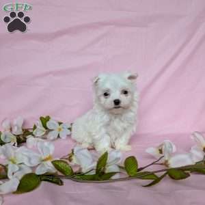 Tiny Pansy, Maltese Puppy