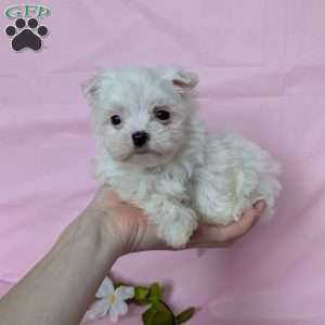 Tiny Pansy, Maltese Puppy