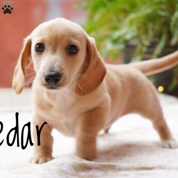 Cedar, Dachshund Puppy