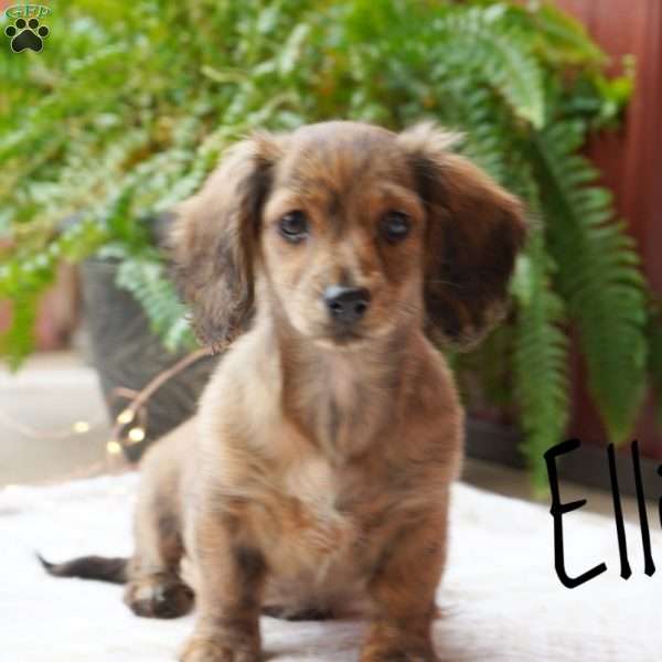 Ellie, Dachshund Puppy
