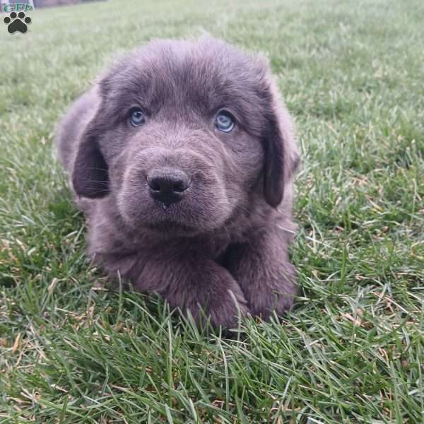 Daisy, Newfoundland Puppy