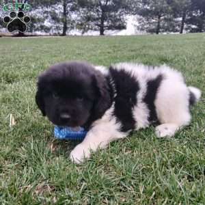 Nova, Newfoundland Puppy