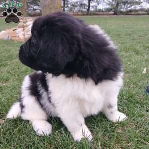 Nova, Newfoundland Puppy