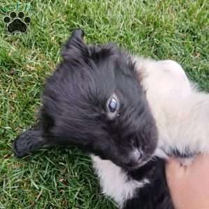 Nova, Newfoundland Puppy