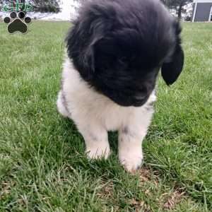 Nova, Newfoundland Puppy