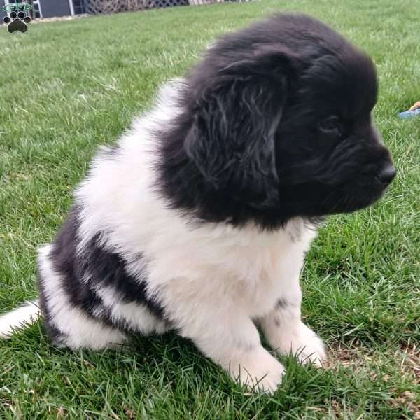 Nova, Newfoundland Puppy