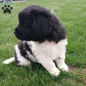 Nova, Newfoundland Puppy
