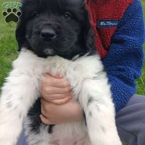 Nova, Newfoundland Puppy