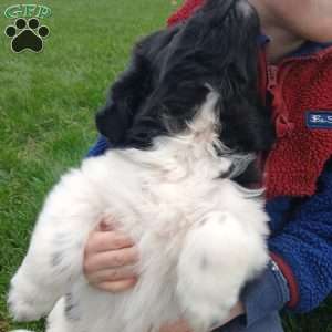 Nova, Newfoundland Puppy