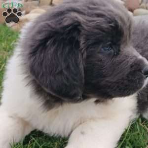Luna, Newfoundland Puppy