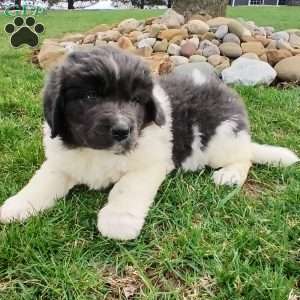 Luna, Newfoundland Puppy