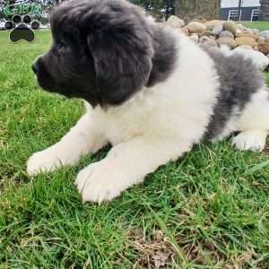 Luna, Newfoundland Puppy