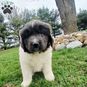 Luna, Newfoundland Puppy