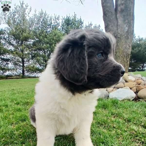 Luna, Newfoundland Puppy