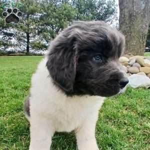 Luna, Newfoundland Puppy