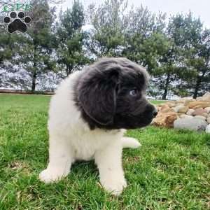 Luna, Newfoundland Puppy