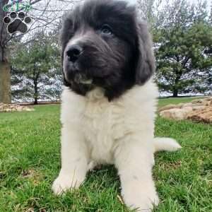 Luna, Newfoundland Puppy