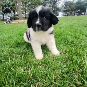 Timber, Newfoundland Puppy
