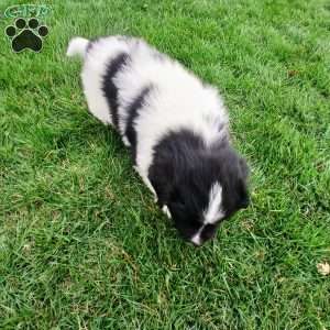 Timber, Newfoundland Puppy