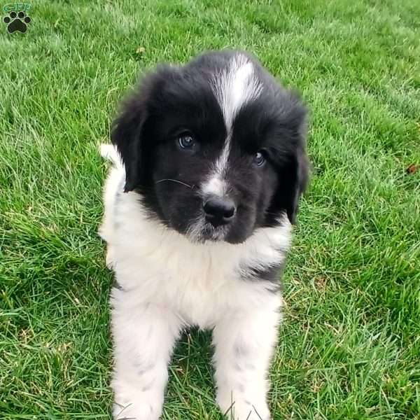 Timber, Newfoundland Puppy