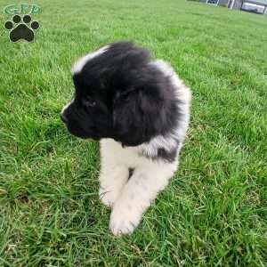 Timber, Newfoundland Puppy