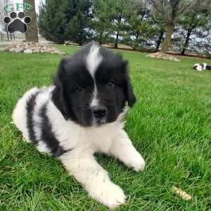 Timber, Newfoundland Puppy