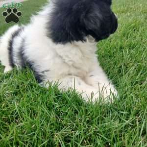 Timber, Newfoundland Puppy