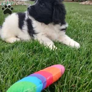 Timber, Newfoundland Puppy