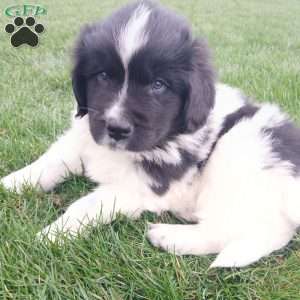 Timber, Newfoundland Puppy